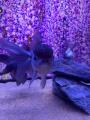 『UWS AQUARIUM GA☆KYO』夏限定イベント「夏めく金魚