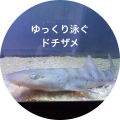 【伊勢シーパラダイス×おでかけ子ザメ】この夏、ゼロ