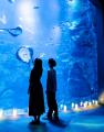 【京都水族館】京都の夏は妖怪でひんやり気分にutf-8
