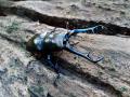 夏休みは世界のカブトムシ・クワガタと触れ合おう！「