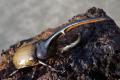 夏休みは世界のカブトムシ・クワガタと触れ合おう！「