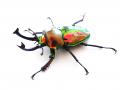 夏休みは世界のカブトムシ・クワガタと触れ合おう！「