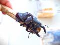 夏休みは世界のカブトムシ・クワガタと触れ合おう！「