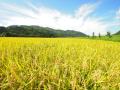 福島県只見の米で作られた米焼酎が、新設されたミラノ