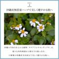 沖縄発スキンケアブランド 