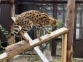 【のんほいパーク】豊橋総合動植物公園に「ツチブタ（