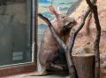 【のんほいパーク】豊橋総合動植物公園に「ツチブタ（