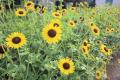 【こもれび森のイバライド】夏の「ひまわり」1万5千本