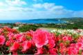 「ふるなび」で、沖縄県東村のふるさと納税業務代行サ