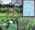 トレードピアお台場「Bay Village Farm by grow」にて