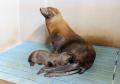 【京都水族館】ミナミアメリカオットセイの赤ちutf-8