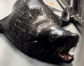 【京都水族館】ミナミアメリカオットセイの赤ちutf-8