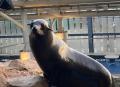 【京都水族館】ミナミアメリカオットセイの赤ちutf-8