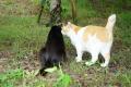 【福岡県春日市】飼い主のいない猫の命と地域での幸せ