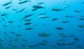 【学研キッズネット】海の生き物について深く知る観察