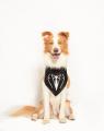 スマホをかざすだけ、愛犬の“名刺交換”。NFC搭載犬用