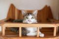 100匹の猫の命を救う2日間 「飛騨TNRスペイデー2025」