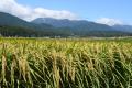 物価高騰対応、菰野町が子育て世帯にお米券を支給