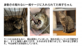大阪の保護猫カフェ「にゃんこカフェ」が挑戦！utf-8