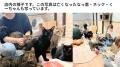 大阪の保護猫カフェ「にゃんこカフェ」が挑戦！utf-8