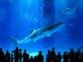 【沖縄美ら海水族館】JAXA×沖縄美ら海水族館「深海と