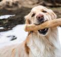 【コーヒーの木から生まれた犬用おもちゃ「CANOPHERA