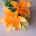 今月はどんな花？　毎月花と色が変わる「誕生日ブーケ