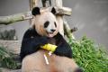 PANDA LOVE CLUB ー想いがつながる、パンダLOVEな時間