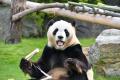 PANDA LOVE CLUB ー想いがつながる、パンダLOVEな時間