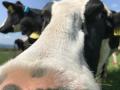 【森永乳業×大江ノ郷自然牧場】親子サステナブル体験