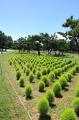グリーンコキア見頃【国営海の中道海浜公園】