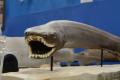魚魚展開催中！【国営アルプスあづみの公園　堀金・穂