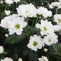 キクのイノチオ精興園　全国10会場で夏秋系キク切り花