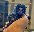 屋内型ふれあい動物園「アニタッチ みなとみらい」ア