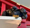 屋内型ふれあい動物園「アニタッチ みなとみらい」ア