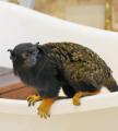 屋内型ふれあい動物園「アニタッチ みなとみらい」ア