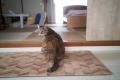 カチタスが「世界猫の日」に合わせて特集記事を公開～