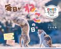 保護ねこ写真家三吉良典さんによる「にゃっぷる」カレ