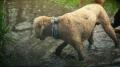 【愛犬家の認知度9.4%】夏のレジャーに潜む「レプトス