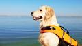 【愛犬家の認知度9.4%】夏のレジャーに潜む「レプトス