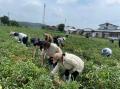 カゴメ那須工場視察　旬のトマトジュース製造工程を利