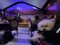 犬と一緒に音楽を楽しむ贅沢な午後　『わんわんutf-8