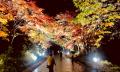 【北海道／層雲峡】夜は紅葉が灯りに染まる――日本一早