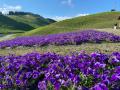 【びわこ箱館山】約8,000株グリーンコキアが見頃！桃