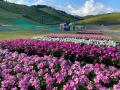 【びわこ箱館山】約8,000株グリーンコキアが見頃！桃