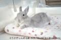 ＼祝9周年／“うさぎの魅力”が詰まった作品展示＆utf-8