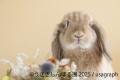 ＼祝9周年／“うさぎの魅力”が詰まった作品展示＆utf-8