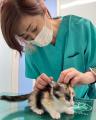 獣医師による保護猫・保護犬の保護・譲渡活動に補助金