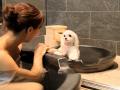 【開業1周年記念】箱根・強羅の愛犬と泊まれる旅館が