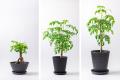 食べられる観葉植物でインテリアと健康を両立！「世界